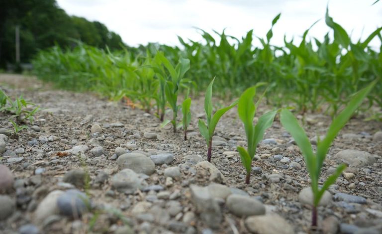 Corn seeds growing in New York State